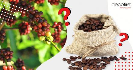Kawy single origin – czym się wyróżniają?
