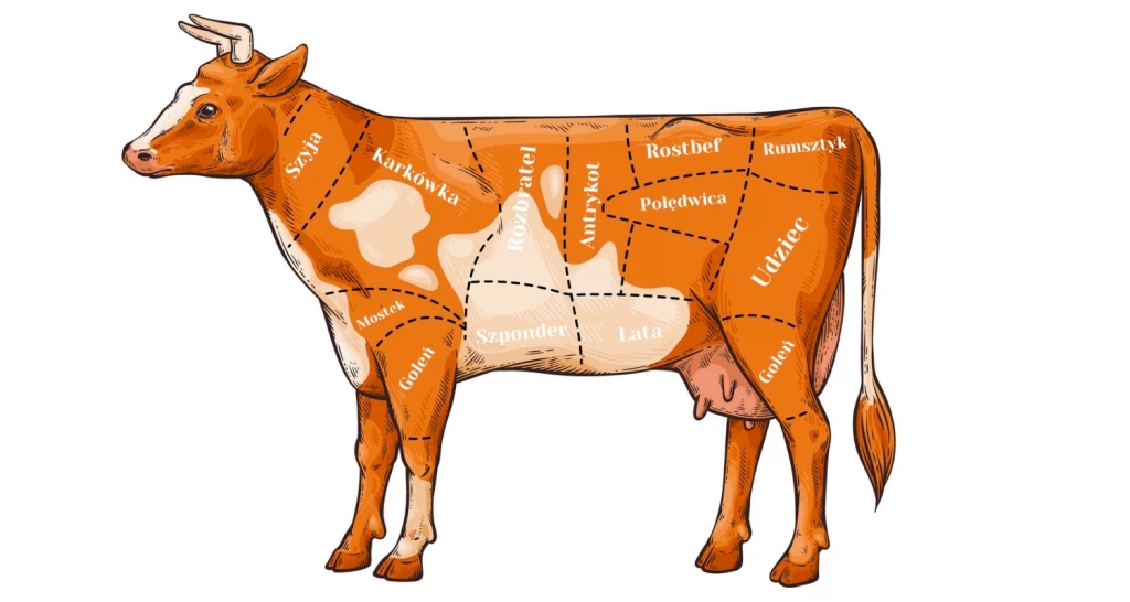 Rysunek krowy z zaznaczonymi poszczególnymi fragmentami.