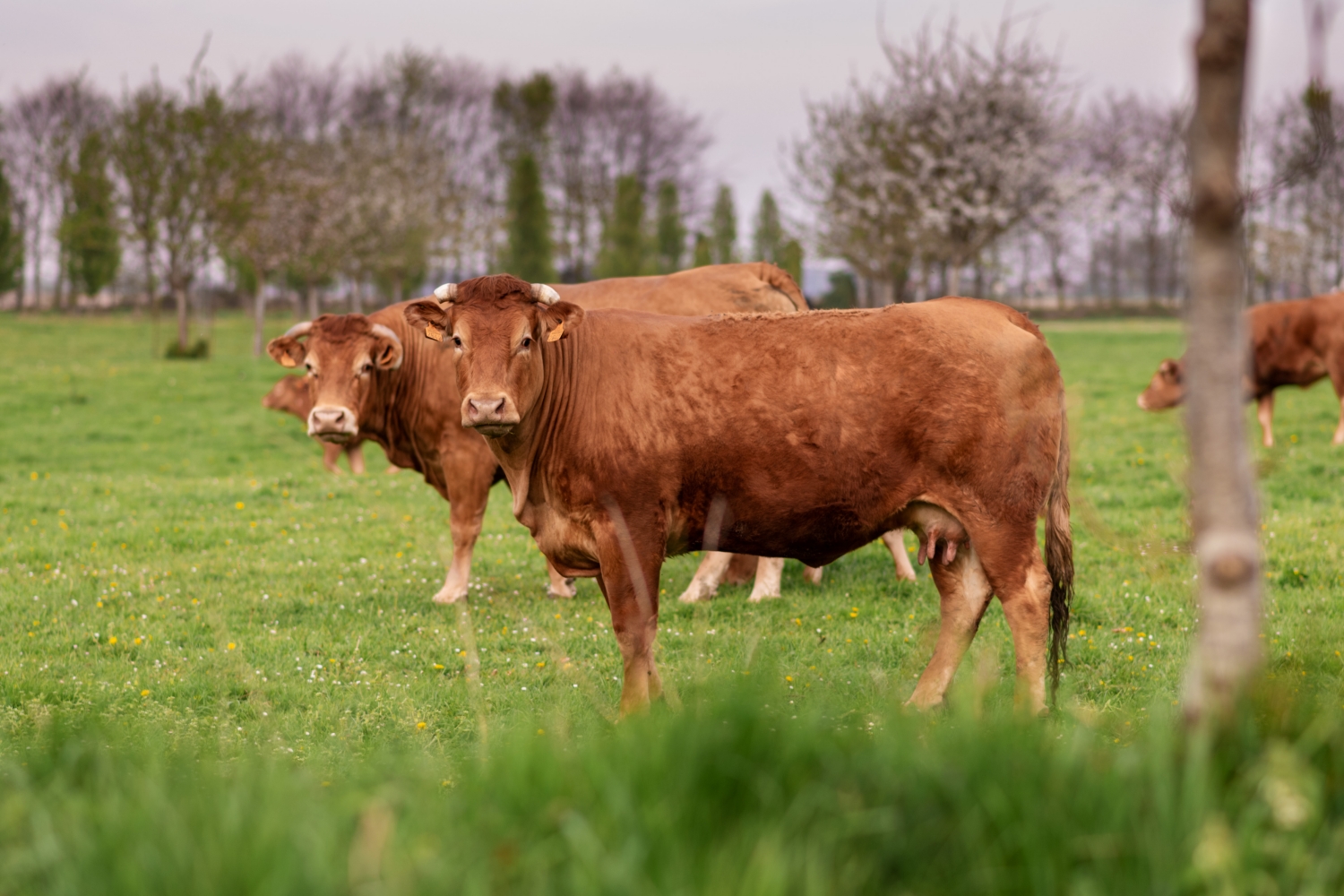 Krowy rasy Limousine, na pastwisku.