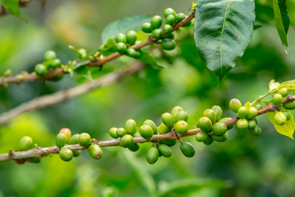 Zielona kawa – skąd pochodzi ?